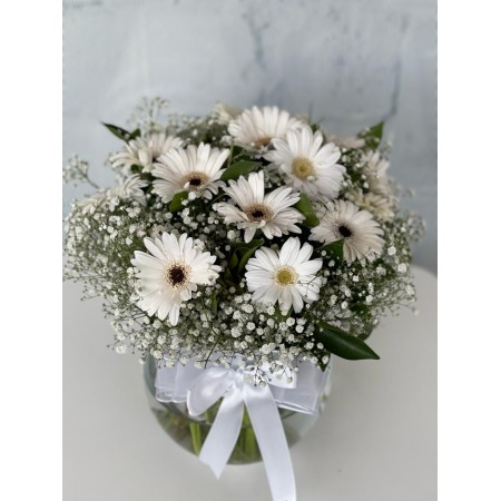 Fanusta Gerbera